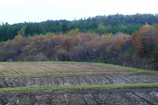 手前に整然とした田んぼが広がり、その奥には赤や黄色に紅葉した木々が並び、さらに遠くには濃い緑の森が続いている写真