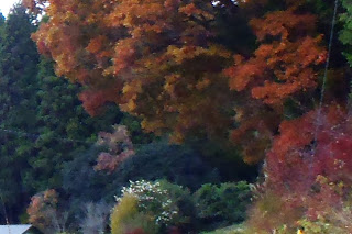 紅葉した赤やオレンジ色の木々が山の斜面に沿って立ち並び秋の深まりを感じさせる山の風景の写真