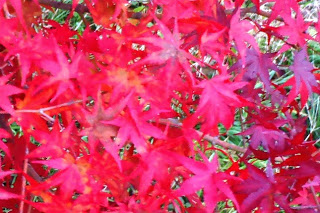 鮮やかな赤色に染まった紅葉の葉が木々に密集しており、画面いっぱいに紅葉の木を写した写真