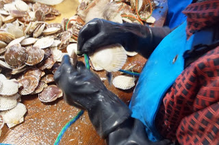 ゴム手袋をつけた人がホタテの貝にロープを通す作業をしており、机の上にはたくさんのホタテの貝が積まれている写真