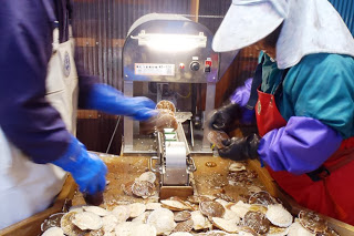 作業着を着た二人がホタテの貝をベルトコンベアにのせて、機械で加工している作業中の写真