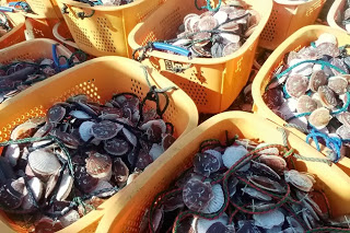 オレンジ色のかごの中にロープでつながれたホタテの貝が大量に入っており、かごがいくつも並んでいる様子の写真