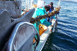 船上でホタテがつけられたロープを海に垂らしている作業風景を写した写真