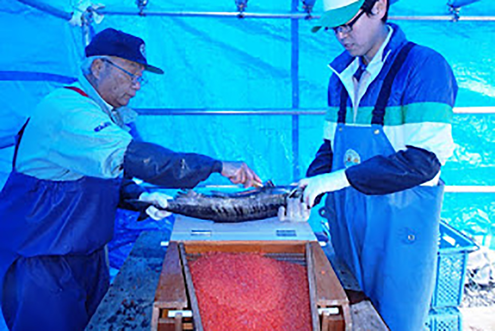 手前には赤いイクラが入った箱が置かれており、青いテントの中で二人の人物が魚を処理している様子の写真