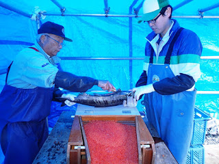 青いテントの中で、紫色の作業着を着た二人の男性がテーブルの上で魚を扱っており、テーブルには赤い魚卵が入った容器が置かれた魚卵の採取作業の写真