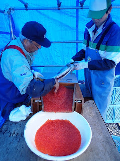 青いテントの中で、一人がお腹に切り込みを入れた魚を持ち、もう一人がその魚から魚卵を取り出しており、白い大きなボウルに魚卵が集められている魚卵採取の様子の写真