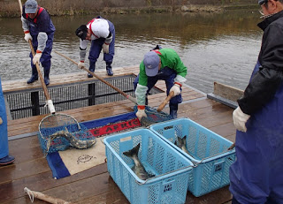 紫色の作業服に長靴を履き手袋を着けた四人の男性が板が張られた水辺で作業しており、木製の足場の上には魚が入った大きな青いかごが二つ置かれ、一人が網で水中の魚をすくってかごに移している様子をとらえた漁業の写真