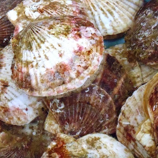 表面に赤茶色の模様があるホタテの貝殻が重なり合って水に浸されている、新鮮な貝の写真