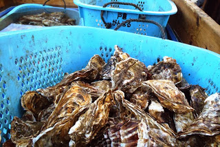 青いプラスチックかごに大量の殻付きカキが積まれている写真