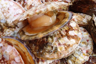 ホタテの貝殻が重なり合って積まれており、貝の中身が見える状態で撮影された養殖されたホタテのクローズアップ写真