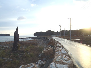 海沿いの舗装された道路の脇に土のうが積まれ、防波堤のない海辺に立つ立ち木と、道路の先に岬や森が見える静かな海岸線を写した写真