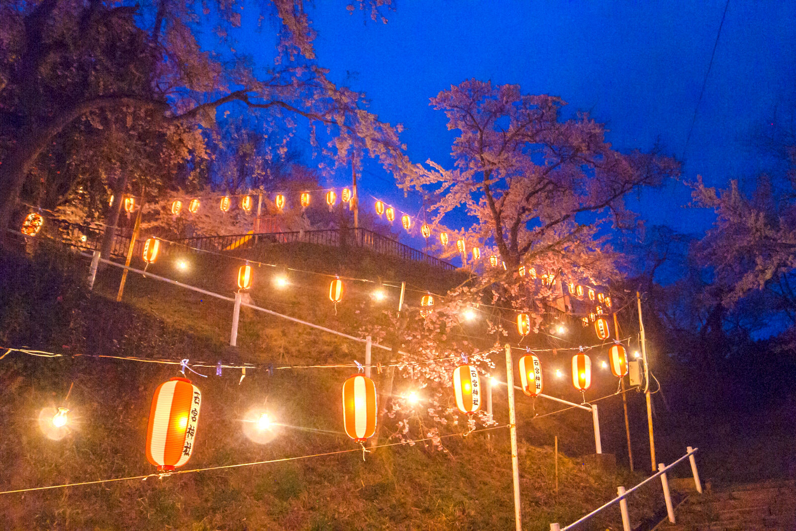ジグザクになっている階段に沿って赤と白のストライプ模様の提灯がたくさん吊り下げられライトアップされた斜面に植えられた満開の桜の木々の写真