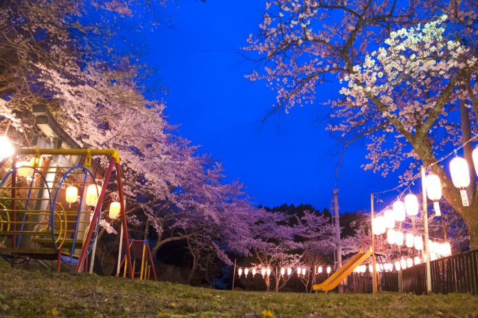 遊具が置かれた広場を囲むように植えられた満開の桜の木を、ずらりと吊り下げられたたくさんの提灯の明かりが照らしている夜の公園の風景写真
