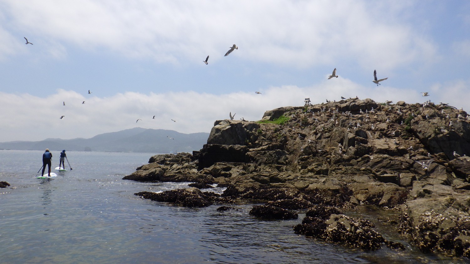 空にはたくさんの鳥が飛び、岩の上にもたくさんの鳥が集まっているごつごつした岩場のそばで、2人の人物がスタンドアップパドルボードに乗って進んでいる写真
