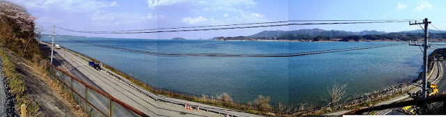 道路が並行して長く続く海岸線で海は穏やかに広がり左側には桜の木が咲いており、遠くまで山並みが見渡せる写真