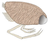 細長い脚と大きな複眼を持ち、殻に覆われた小さな節足動物「マイクロカリス」の復元イラストで、生物の形態がよく分かる写真