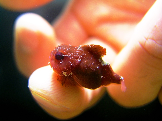 人の指先にちょこんと乗るほどの小ささで、丸くて赤茶色の体に大きな黒い目を持ち、少しぼこぼことした質感の愛らしいダンゴウオが写っている写真