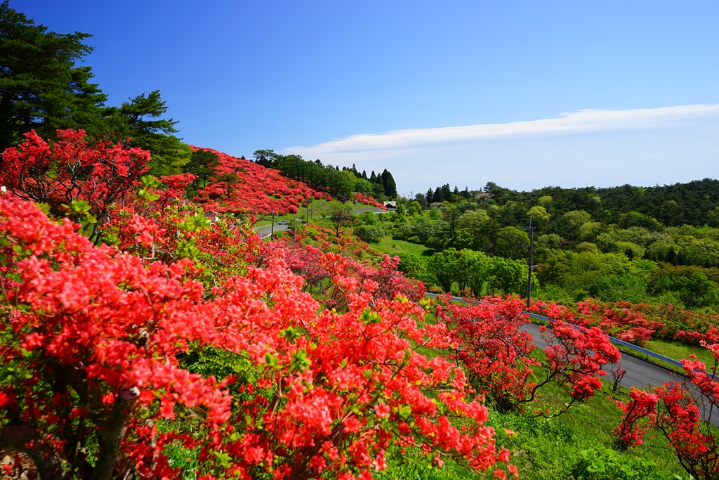 青空に白い雲が浮かび、手前につつじの花が満開に咲いており、遠くには眼下に緑豊かな木々が広がっている美しい風景を写した写真