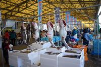 屋根付き会場に吊るされた鱈が並び、来場者が見て回る水産物展示の写真