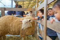 小さな子どもたちが囲いの中にいる茶色の羊を見つめながら手を伸ばしている、動物ふれあい体験の様子の写真