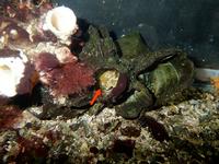 水槽の中でゴツゴツした岩や貝殻、海藻のようなものが積み重なる中の中央部分にあるフジツボの殻の中にあるダンゴウオの卵を赤い矢印が指し示している写真