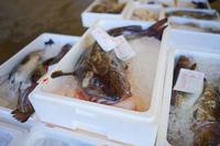 発泡スチロールに入れられた大きな鱈が氷に乗せられて展示されている写真