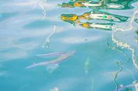 海面近くを泳いでいるトビウオを写した写真