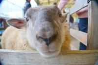羊が柵の向こうから顔を近づけ、カメラ目線で鼻先が大きく写っている、羊のアップの写真