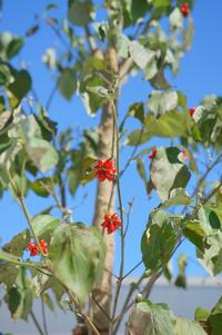 青空を背景に、薄緑色の葉とともに小さな赤い実をいくつもつけた若木の枝が写されている写真