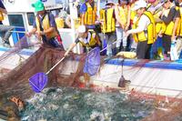 定置網にかかった沢山の魚を船に乗っている参加者の子ども達がタモを使ってすくおうとしている写真