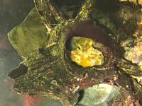 フジツボの殻の中で子育てしている黄色いダンゴウオをアップで写した写真