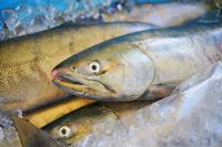 氷の上に横たわる複数のサケが写っている写真