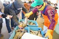 来場客が、水色のコンテナに入ったサケを持ち上げ見ている写真