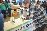 来場客の年配の男性が、様々なハーブが置かれている台のバジルのコーナーで、スプーンでバジルをすくっている写真