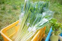 オレンジ色のカゴに束ねて入れられた新鮮な長ネギが販売されている写真