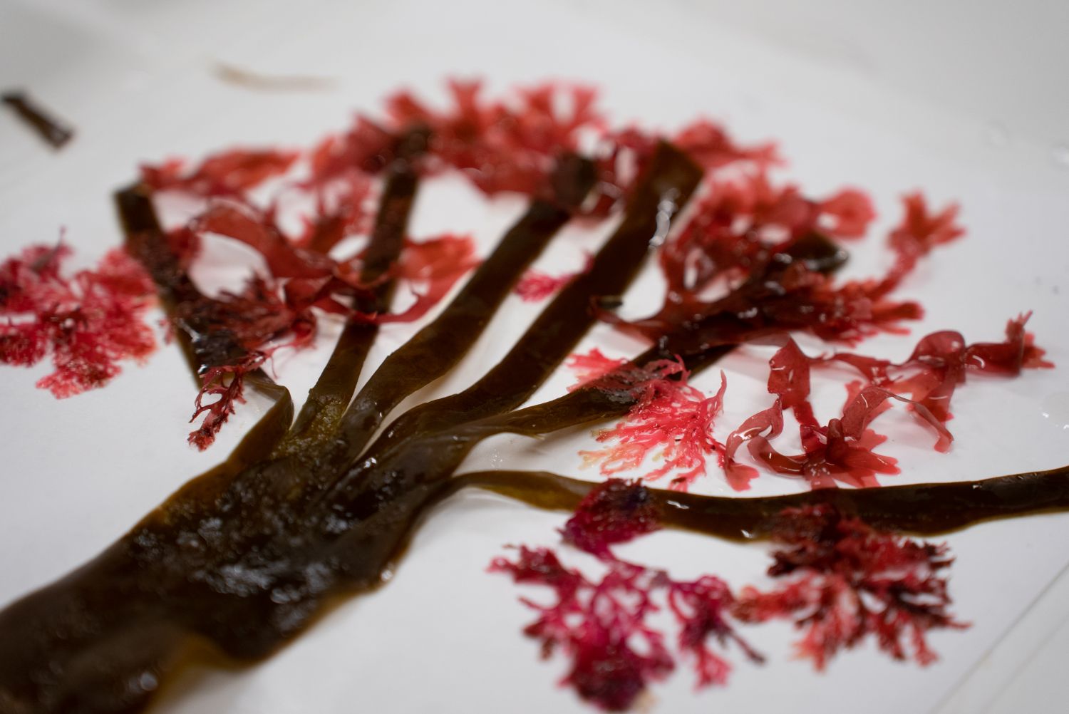 赤や茶色の海藻を使って木のような形に仕上げた作品の写真