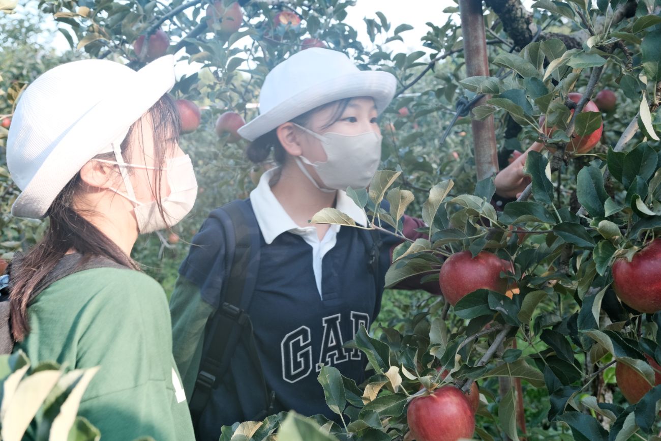 りんご園で白い帽子とマスクを着けた2人の児童がりんごの木を観察しながら収穫しようとしている様子の写真