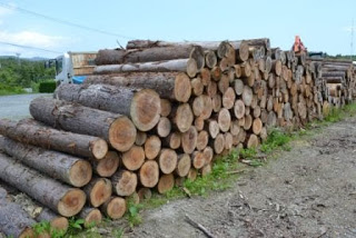 広い場所に多数の丸太が横一列に並べられ、整然と積み上げられている様子が写っている写真