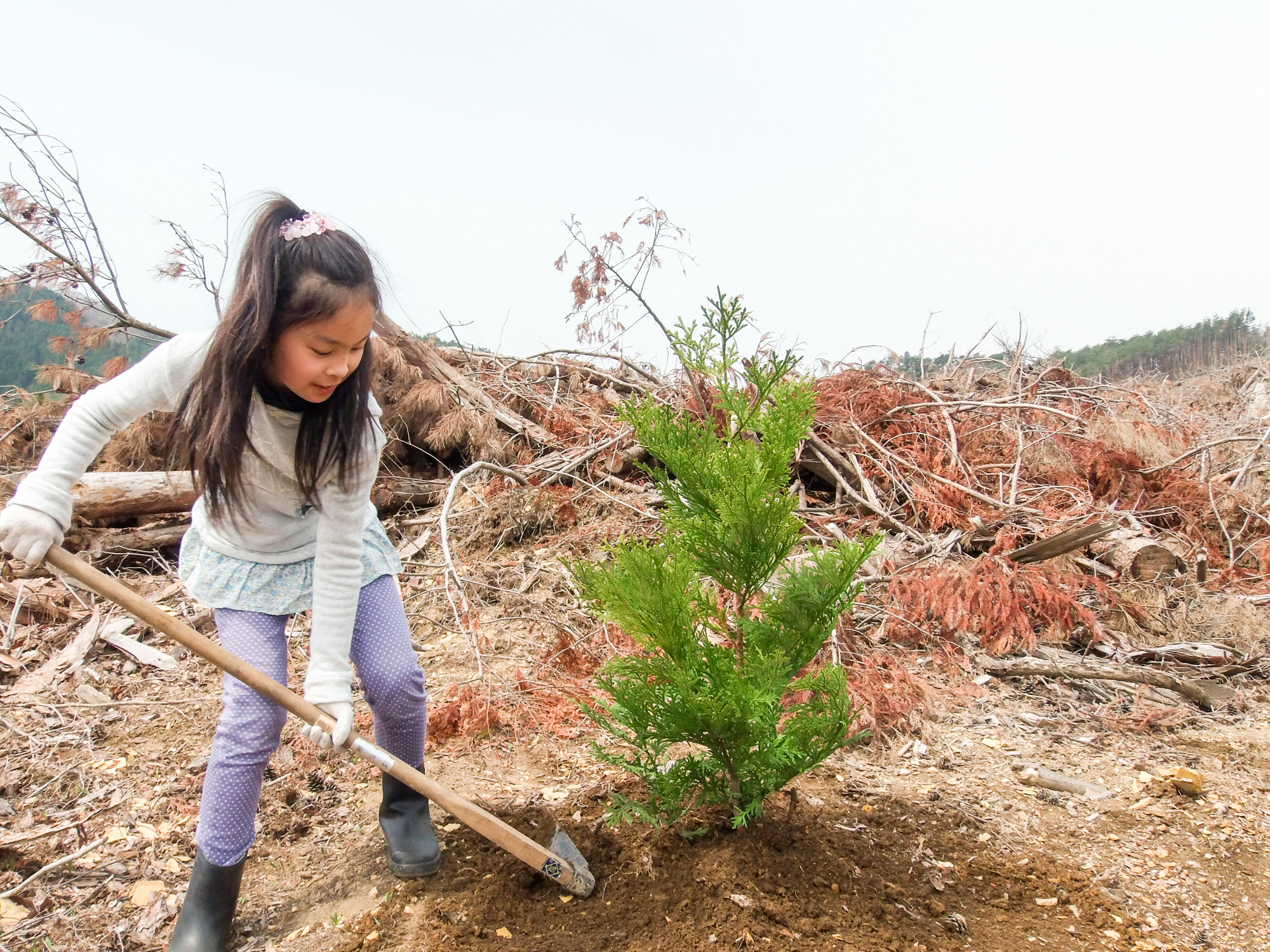 周囲には伐採された木の残骸がある場所で、長靴を履いた女の子が道具を使って小さな苗木を植えている様子の写真