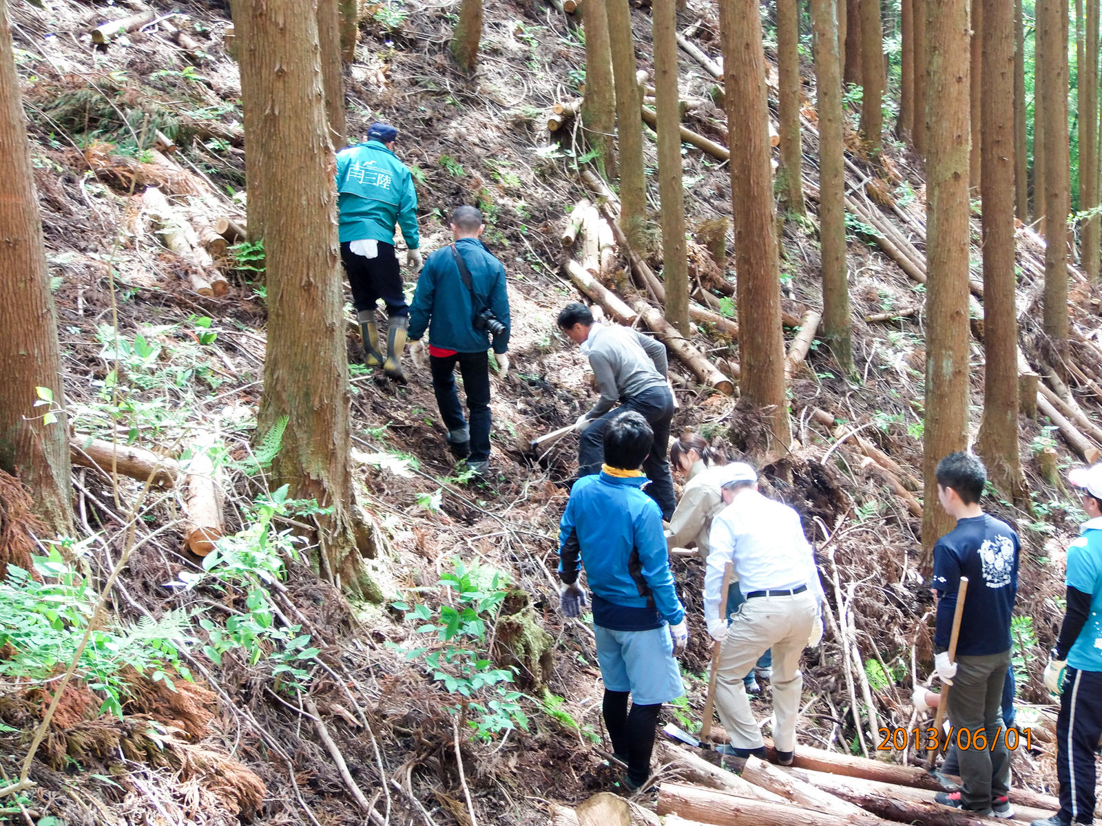 道具を持った複数の人々が急な杉林の斜面を登りながら、間伐をしている様子の写真