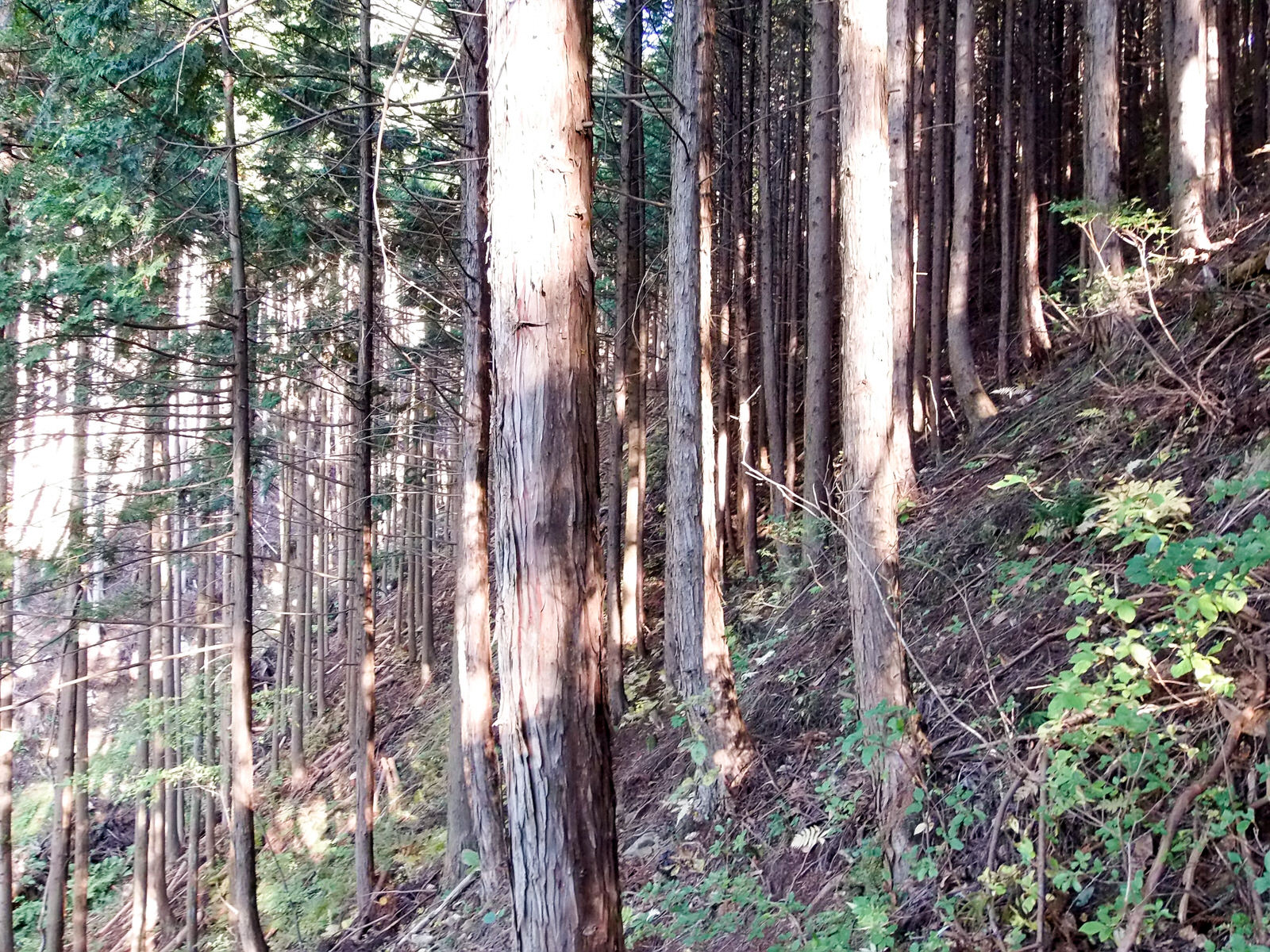斜面に密集して植えられた杉の木々の間に木漏れ日が差し込む静かな山林の写真