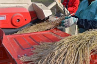 脱穀機に稲束を投入している作業者の手元の写真