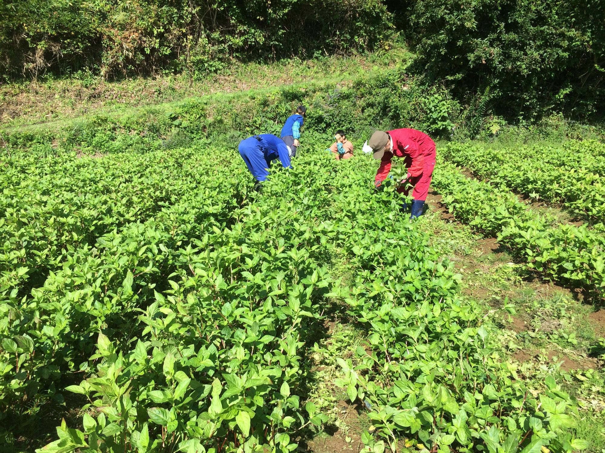 藍が栽培されている畑で赤色や青色の作業着を着た人たちが収穫している様子の写真
