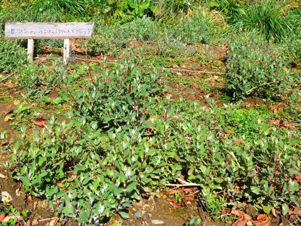 「ヒツジさんのごはん（ソルトブッシュ）」と書かれた木の立て札の前に、羊の餌として育てられているソルトブッシュの若い葉が畑に茂っている写真