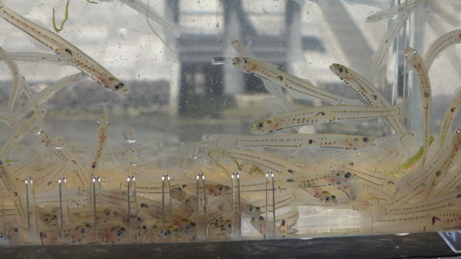 透明な水槽の中に、細長い体に黒い点線模様がある沢山のシロウオが泳いでいる写真