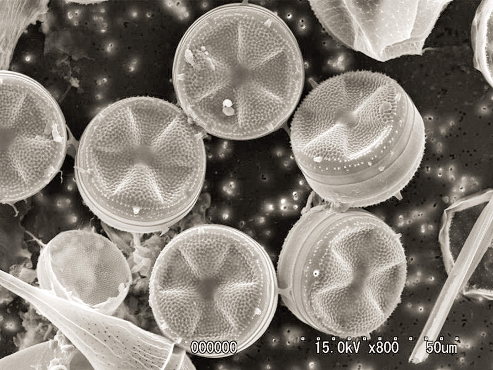 電子顕微鏡で見た、直径約50マイクロメートルの微細な円形の珪藻が複数並んでいる拡大写真