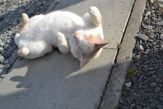 日差しの当たるコンクリートの上で、白地に茶色の斑模様がある猫が仰向けになって前足と後ろ足を軽く曲げながら無防備にくつろいでいる様子の猫の写真