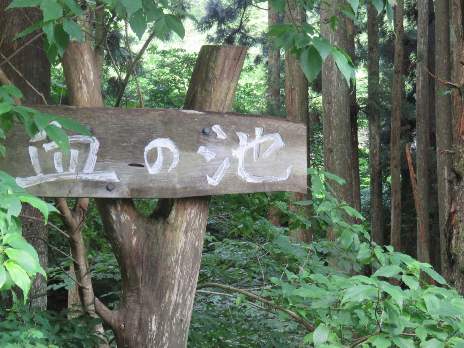 杉の木が並び、周囲は深い森で下草が生い茂っている手前に、木に取り付けられた「血の池」と書かれた木の看板の写真