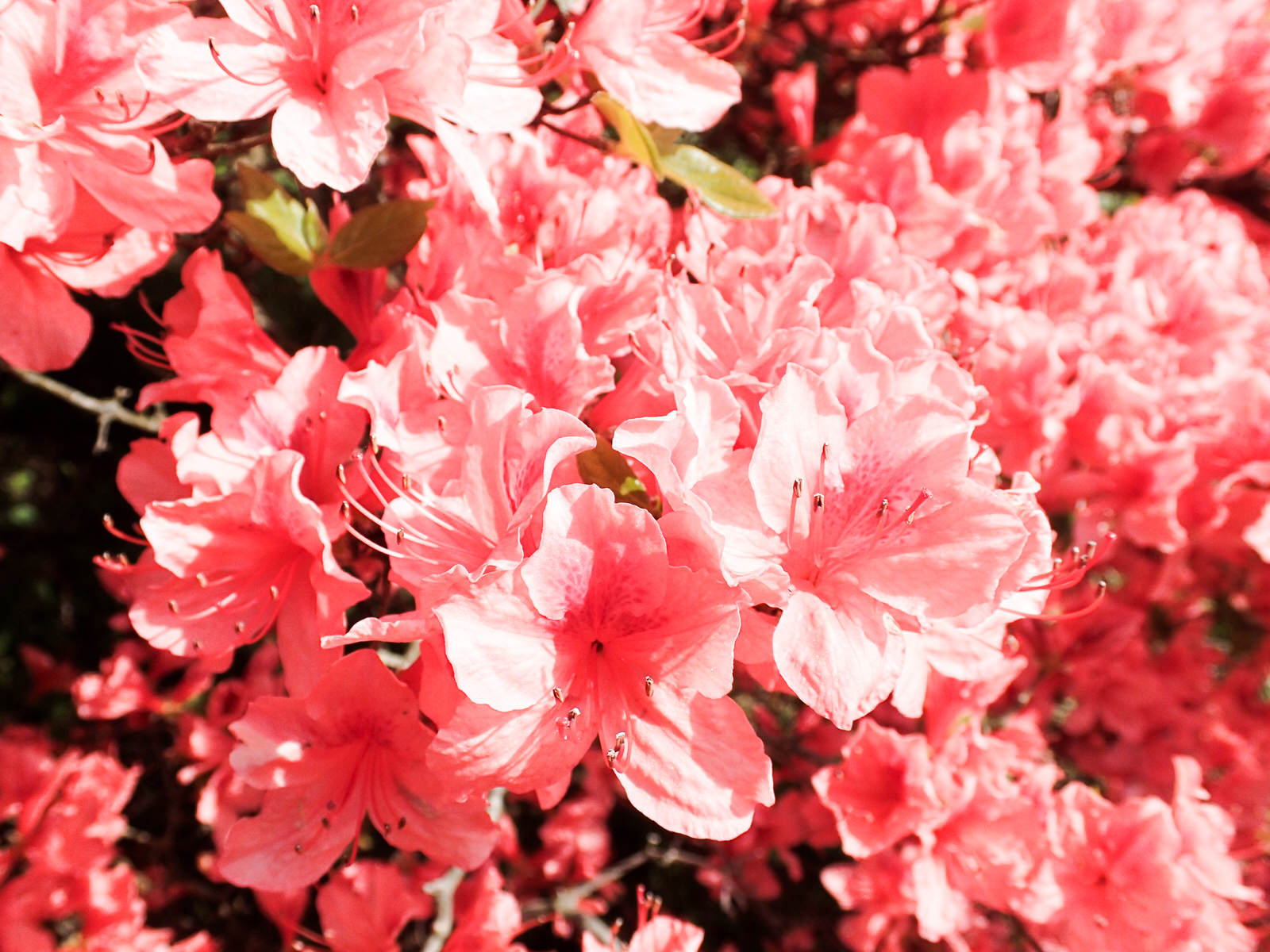 明るい日差しの中で咲く、ピンク色のツツジの花びらが密集している接写写真