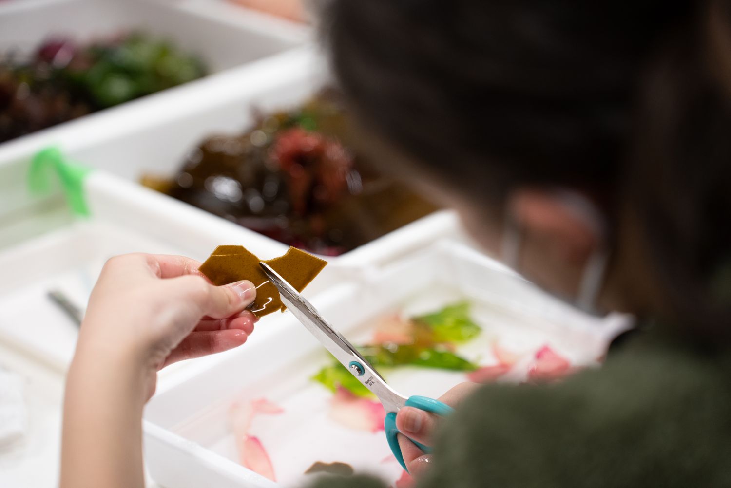 女の子がハサミで海藻を切ってアート作品の素材を準備している写真